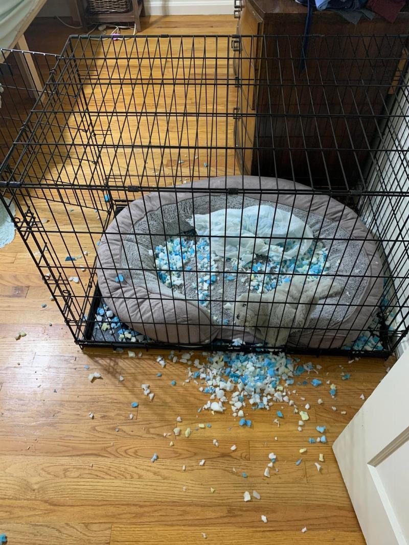 Mental stimulation activities for a 6-month-old dog to prevent boredom and destructive behavior.