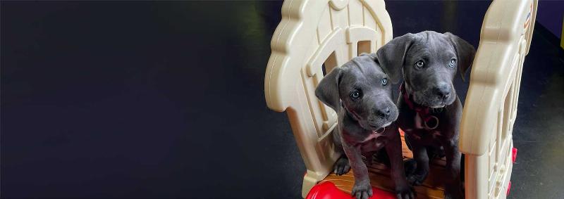 Happy puppies interacting in a supervised Atlanta dog training class, learning vital social skills.