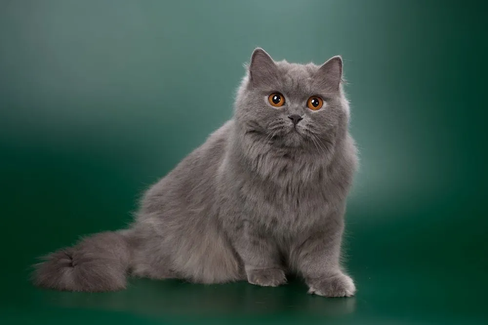 Purebred British Longhair breed beautiful blue cat female with long hair and bright round orange eyes