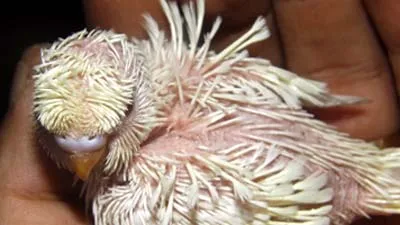 Quill development in young budgerigars