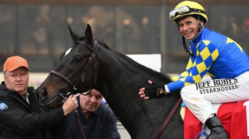 The dark bay racehorse Rodriguez powerfully crossing the finish line to win a major race with his jockey