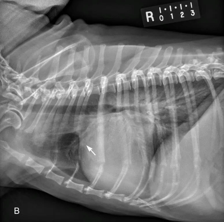 Radiograph showing pulmonary edema in a dog with CHF