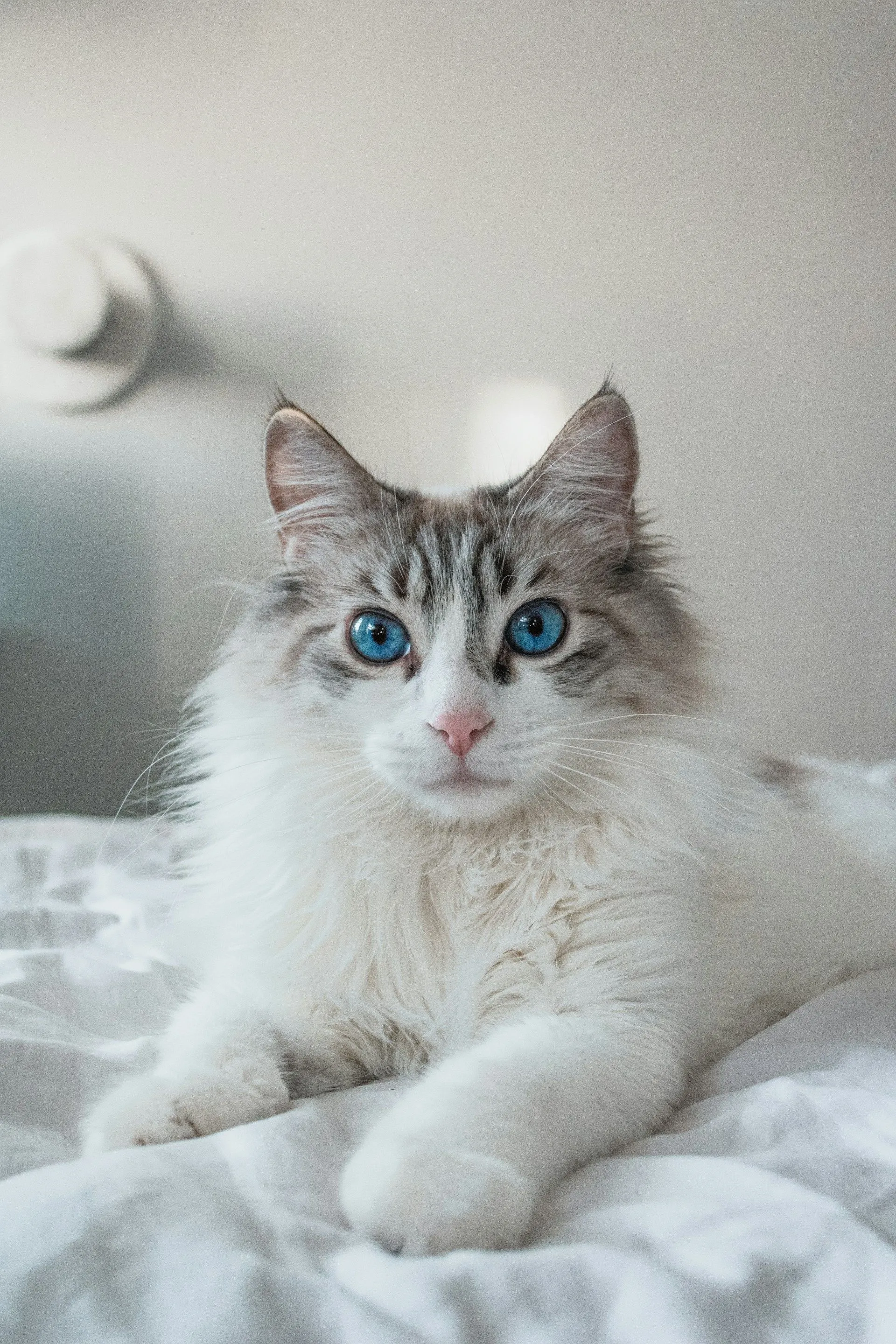 Ragdoll Cat