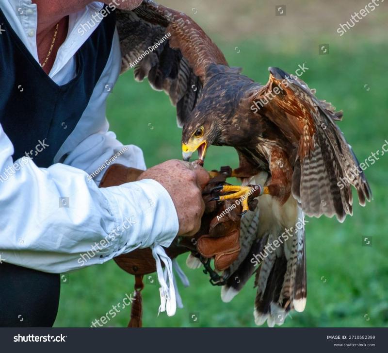 Professional bird of prey trainer working with a falcon on a gloved hand in a natural outdoor setting, demonstrating a strong bond and focus.