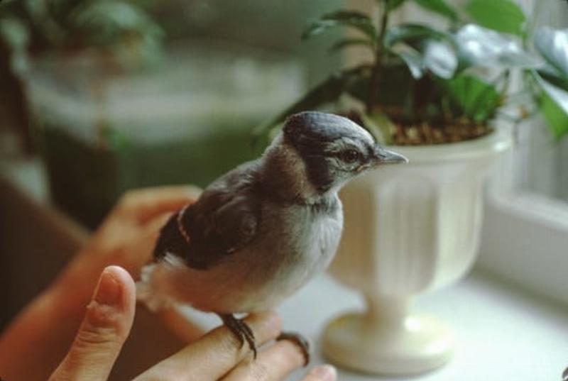 A red bird in mid-flight, flying towards an outstretched hand in a large, bright room