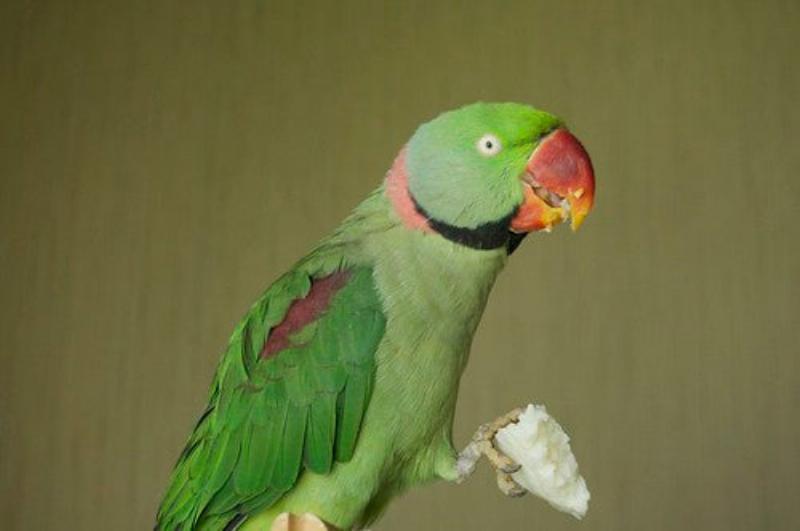 Red bird being offered a tiny piece of fruit as a training reward for positive flight behavior