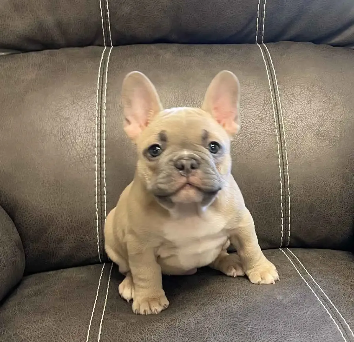 Reference photo of Hugo the French Bulldog puppy.