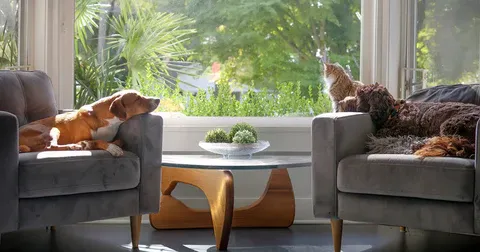 Relaxed cat and dogs sitting on sofas looking out the window.