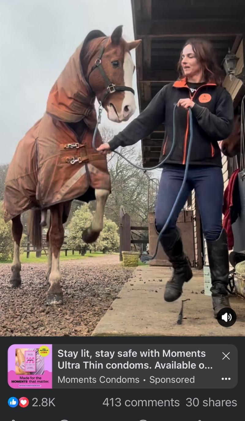 A former racehorse, now looking thin and neglected, standing alone in a barren paddock looking through a wire fence.