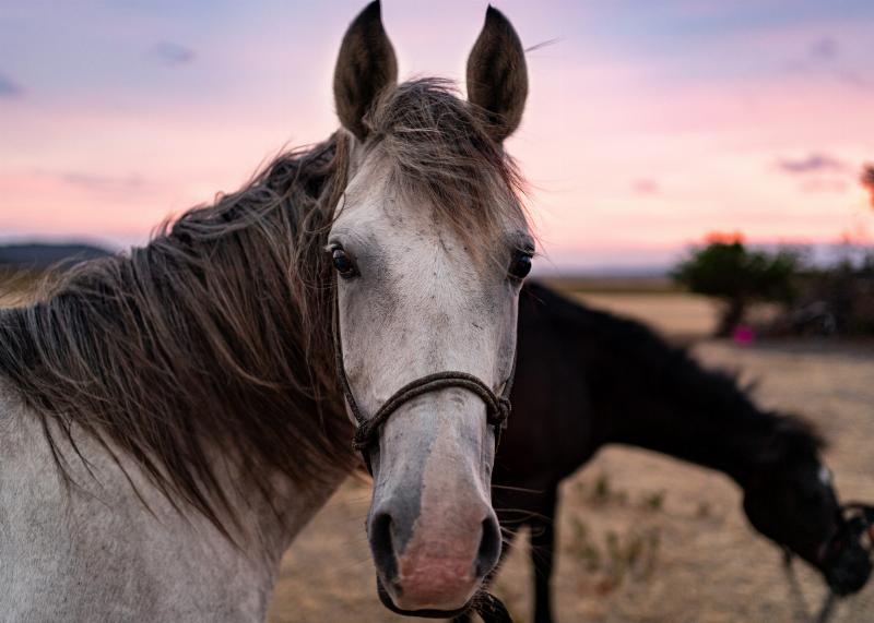A young rider on a pristine pony sailing over a hunter jump, guided by a trainer like Robin Greenwood.