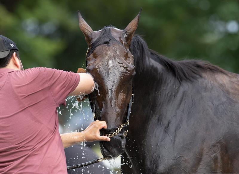 Rodolphe Brisset horse trainer observing a thoroughbred during morning workouts at his Keeneland base.