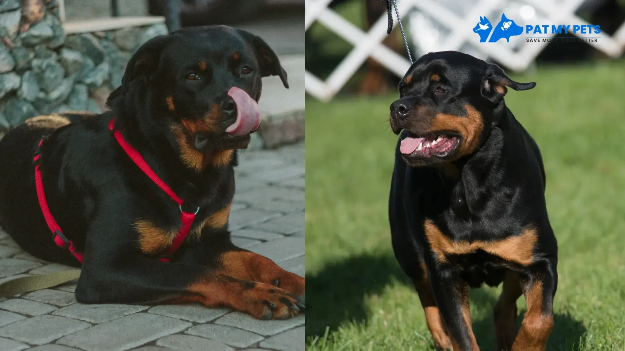 Rottweiler dog showing its muscular build and confident stance.