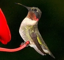 Ruby-throated hummingbird at feeder