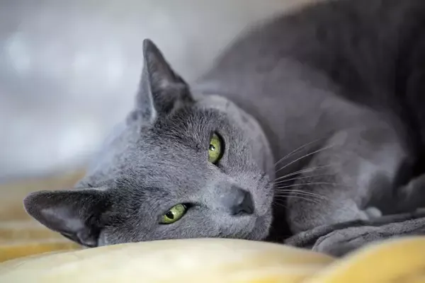 Russian Blue Cat