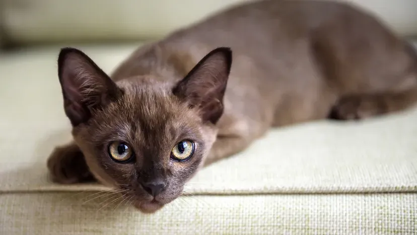 Sable Burmese cat with golden eyes