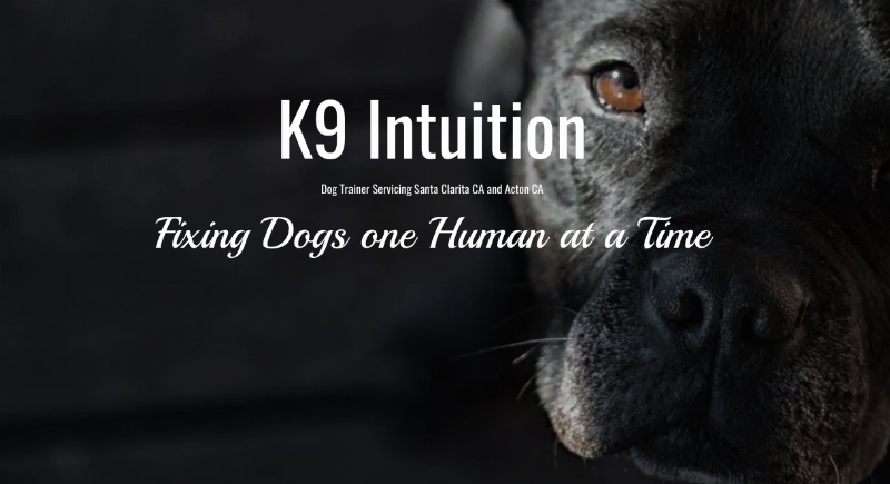 A professional dog trainer in Santa Clarita working with a golden retriever in a park setting, demonstrating positive reinforcement.