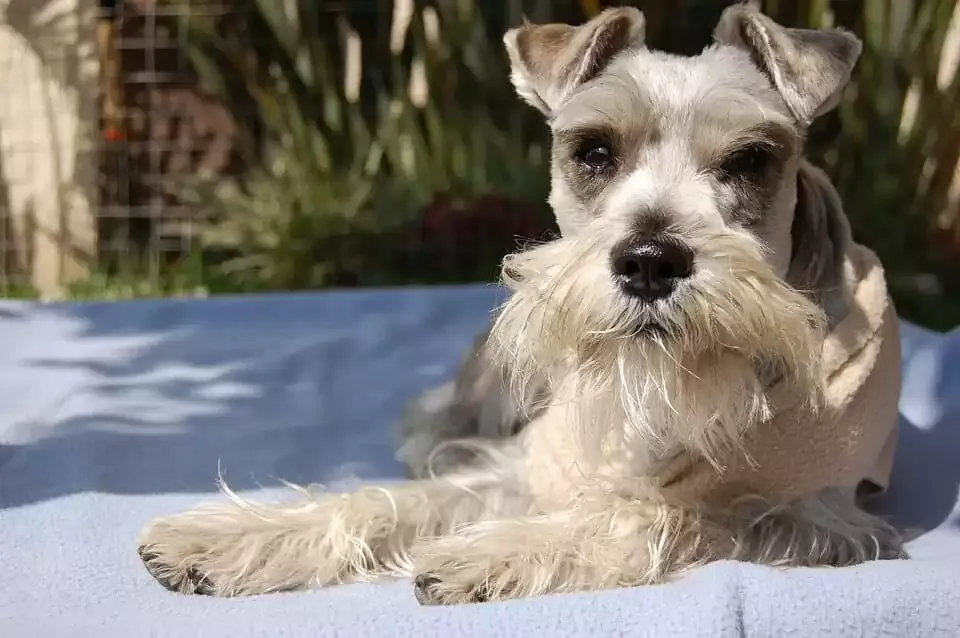 Schnauzers make great low-shedding dogs (medium-sized)