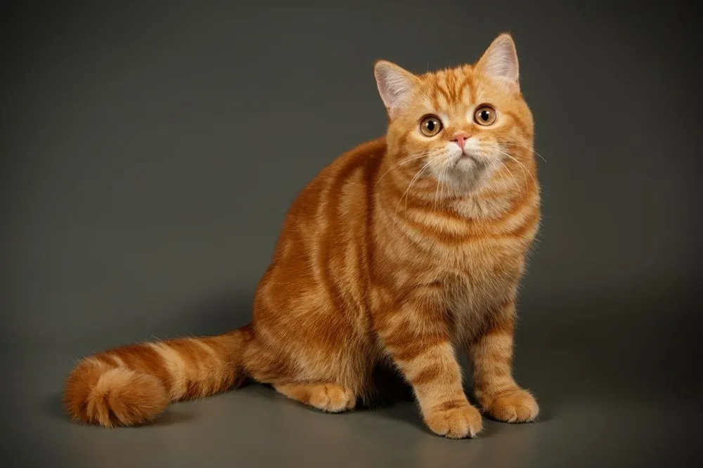 Scottish straight shorthair cat
