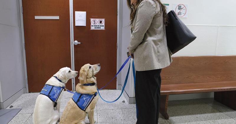 A calm yellow Labrador retriever wearing a service dog vest, gently placing its head on a person's lap in a comforting manner as part of service dog training for anxiety.