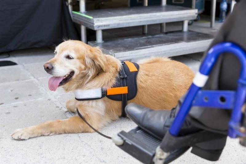 A focused Labrador Retriever performing a task during a service dog training in North Carolina session.