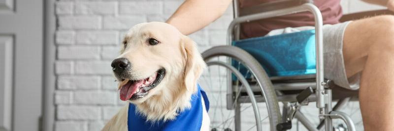 A patient handler teaching a service dog to retrieve a dropped medication bottle in a home setting.