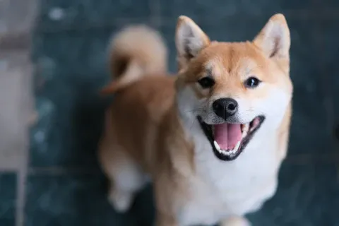 Shiba Inu Christmas Gifts: Japan’s Most Beloved Pup