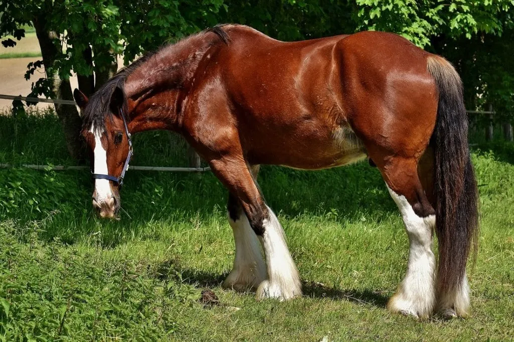 Shire Horse standing majestically