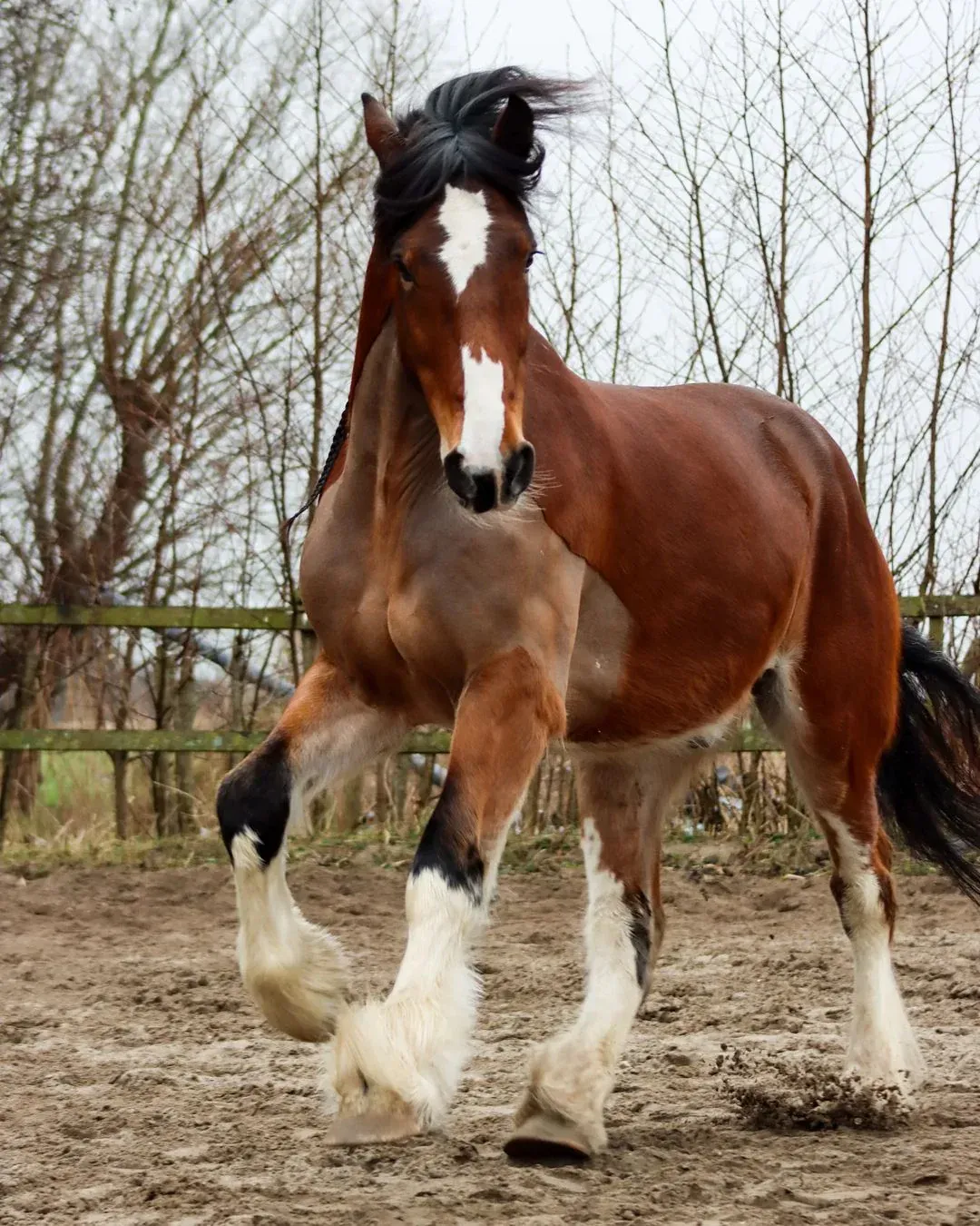 Shire horse with feathered legs