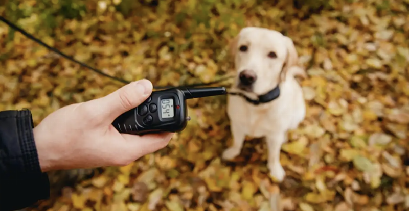 Effective use of shock collars in dog training
