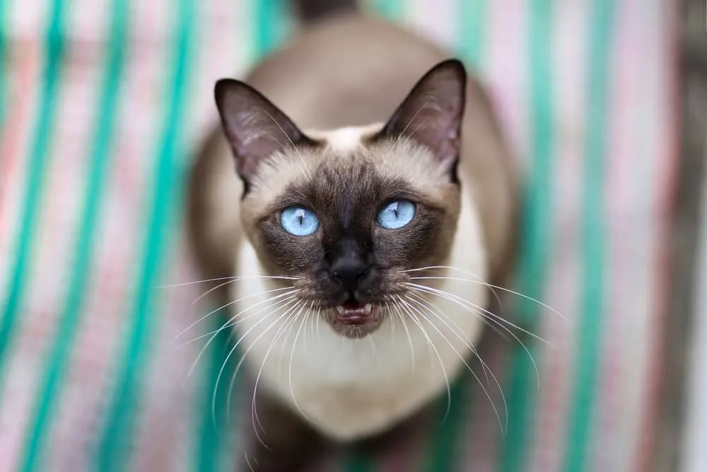 Siamese cat talking