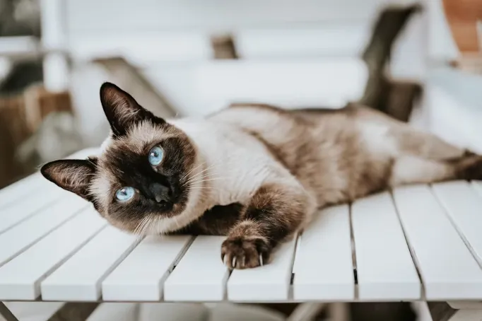 Siamese cat with striking blue eyes lounging on a white outdoor table.