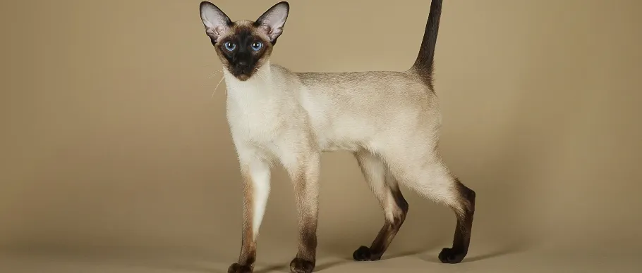 Siamese cat with striking blue eyes
