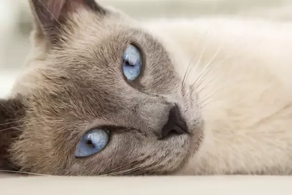 Siamese Cat