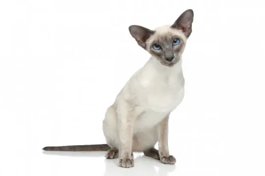 Siamese