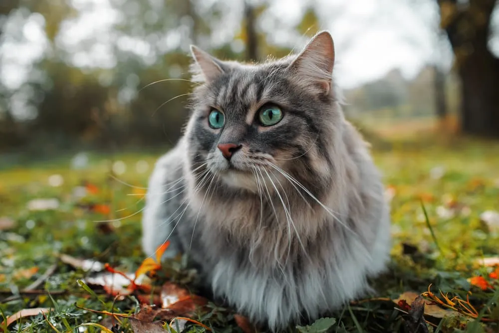 Siberian cat outside