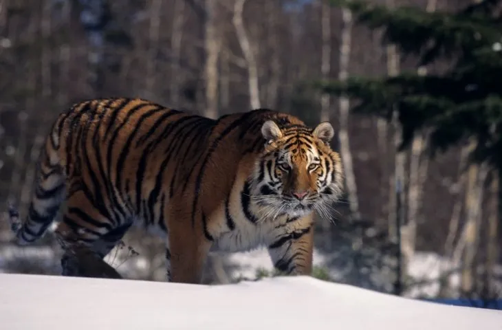 siberian tiger
