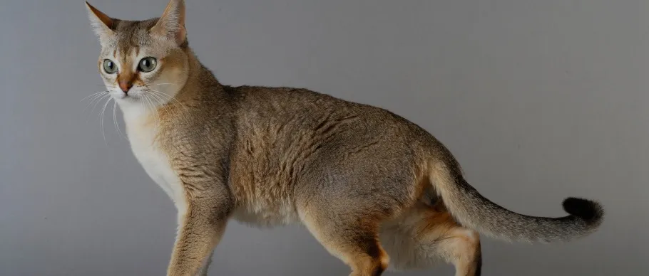 Singapura cat with a silky coat