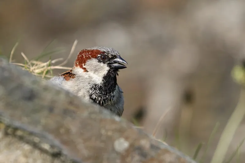 Singing male house sparrow