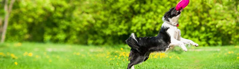 A professional dog trainer in Charleston working with a happy Golden Retriever, demonstrating the Sit Means Sit method with a focus on positive attention.