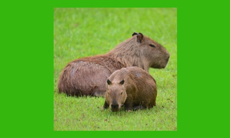 Alt text for image showing contrast between small and large dog breeds