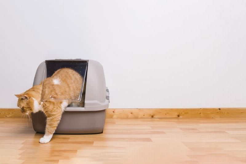 Small dog celebrating successful litter box use