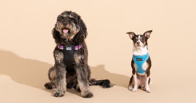 A small terrier mix sitting attentively in a park, wearing a lightweight and comfortable best training collar for small dogs