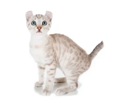 Small gray kitten on a white background