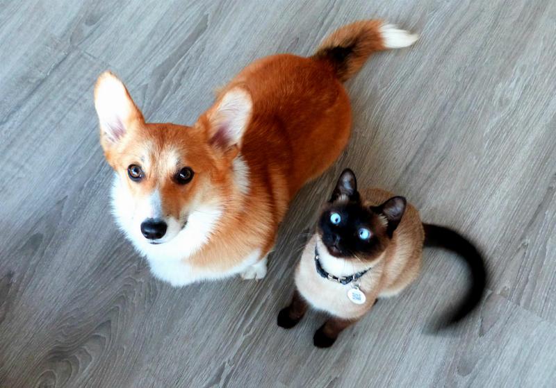 Positive reinforcement training with treats and praise for a happy dog