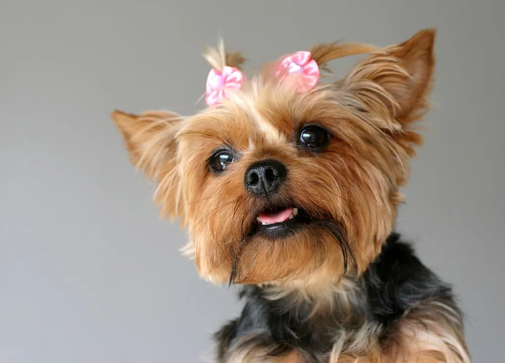 Smiling Yorkie with a pink bow in her hair