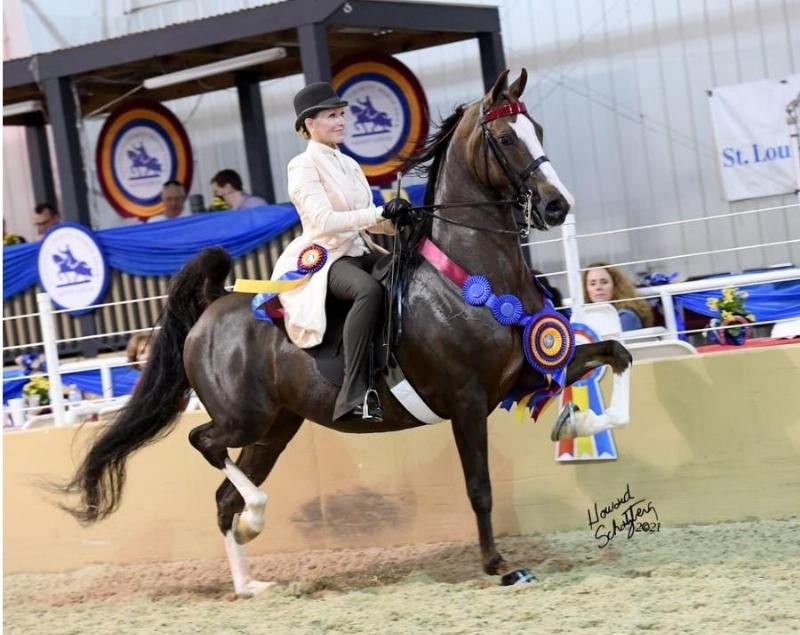 A beautiful bay Tennessee Walking Horse performing a natural, smooth running walk in a grassy field with a happy and relaxed expression.