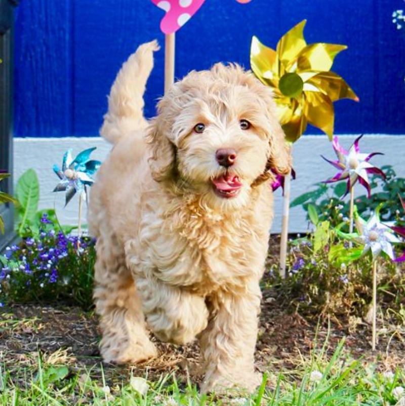 Dog owner training a happy Golden Retriever in a South Manor park