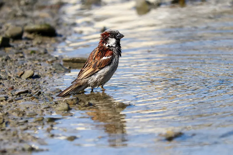 Sparrow bathing area