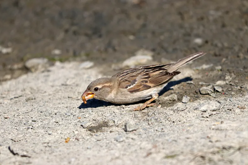 Sparrows foraging for food