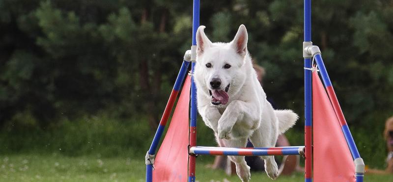 A skilled trainer at Spirit Ranch Dog Training Tulsa using positive reinforcement with a happy golden retriever.